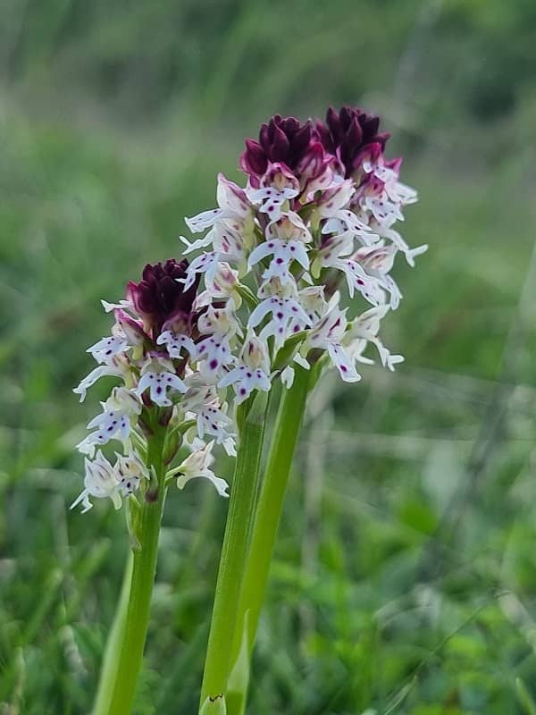 Martin Down National Nature Reserve - Image 2