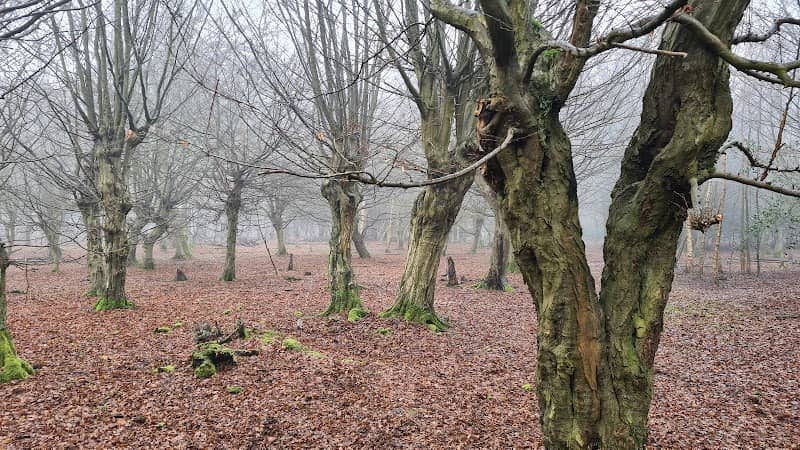 Gernon Bushes - Image 1