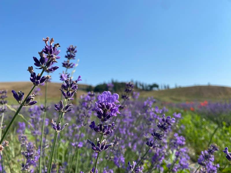 Lavanda d'arbia - Image 1