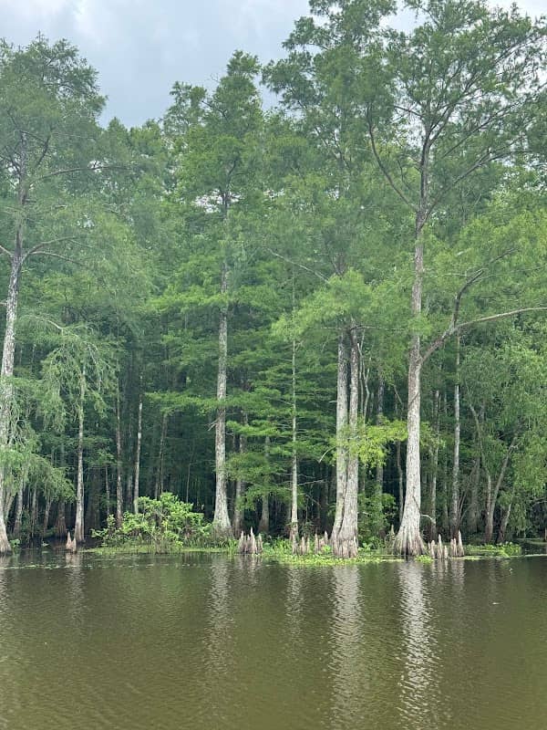 Acadian Swamp Tours - Image 3