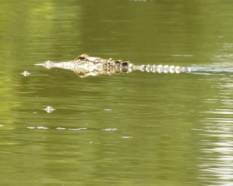 Acadian Swamp Tours - Image 1