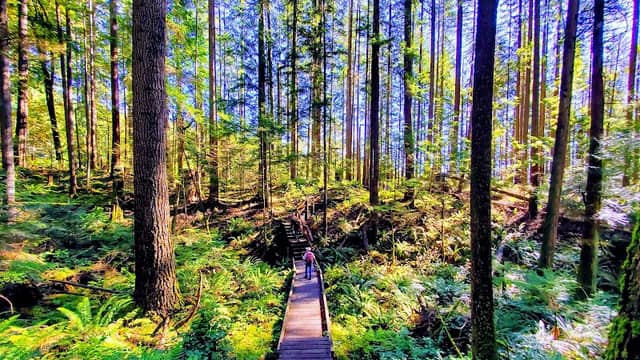 Baden Powell Trail - Image 3