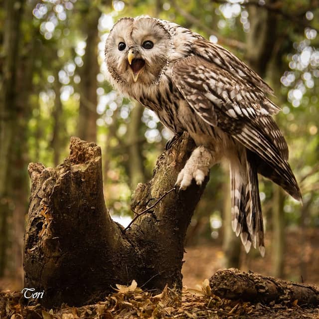 Kent Owl Academy - Image 2