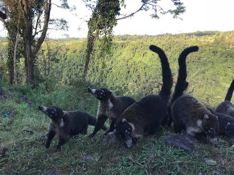 Lots of coati - Image 2