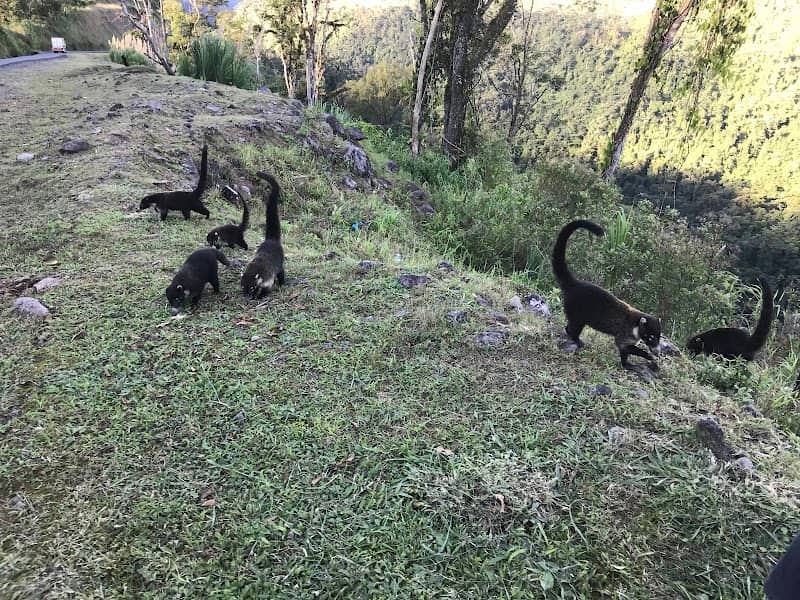 Lots of coati - Image 1