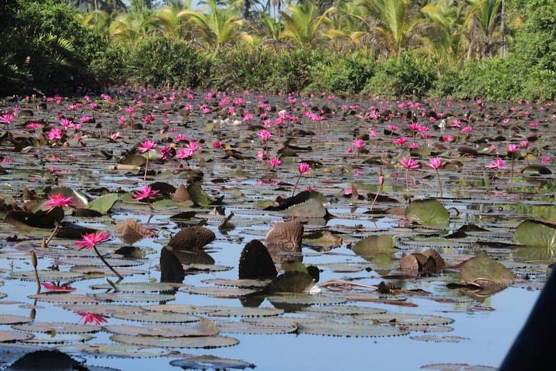 Aambalkadavu - The lotus land - Image 1