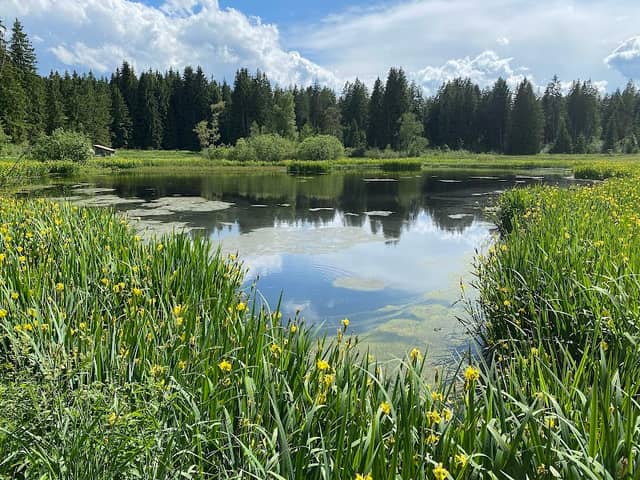Wachseldornmoos - Image 1