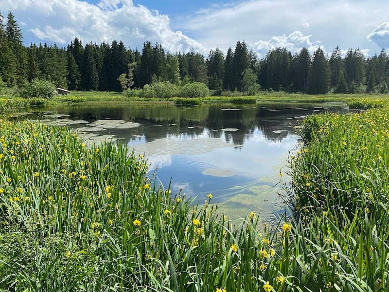 Wachseldornmoos - Image 1