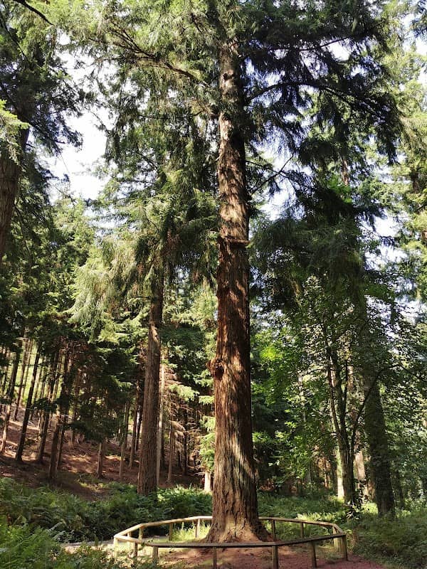 Nutcombe Bottom, Tall Trees Trail - Image 1