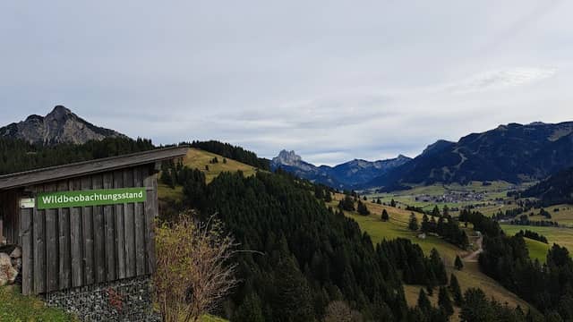 Wildtierbeobachtung - Image 1
