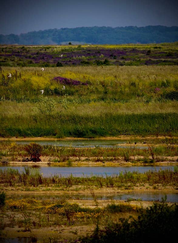 SSSI Grassland Nature Reserve - Coalhouse Fort - Image 2