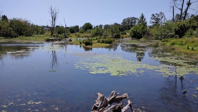 Delta Ponds - Image 2