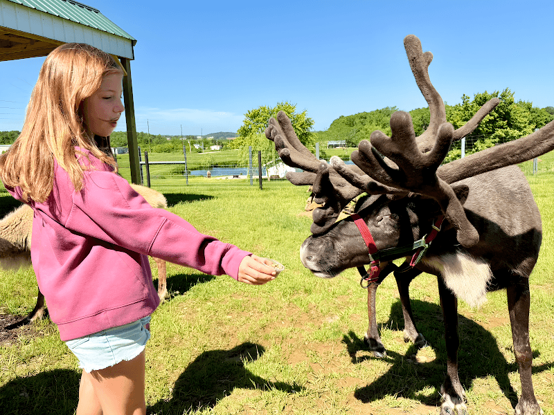 Santa’s Reindeer Ranch - Image 1