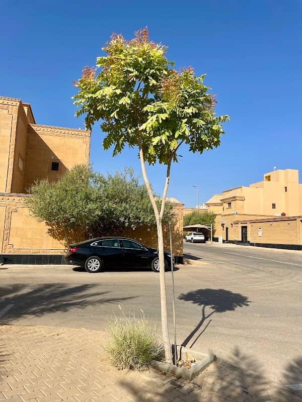 حديقة - Image 2