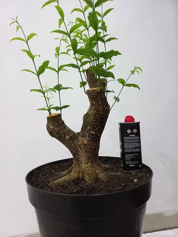 Bonsai Anting Putri - Image 1