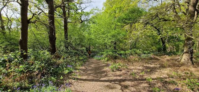 Shut Heath Wood - Image 2