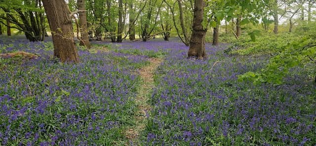Shut Heath Wood - Image 1