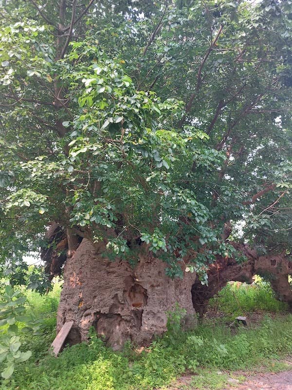 old baobab tree - Image 1