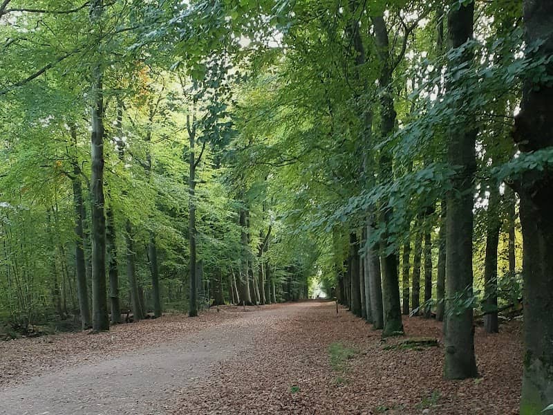 Hoevelakense Bos - Image 2