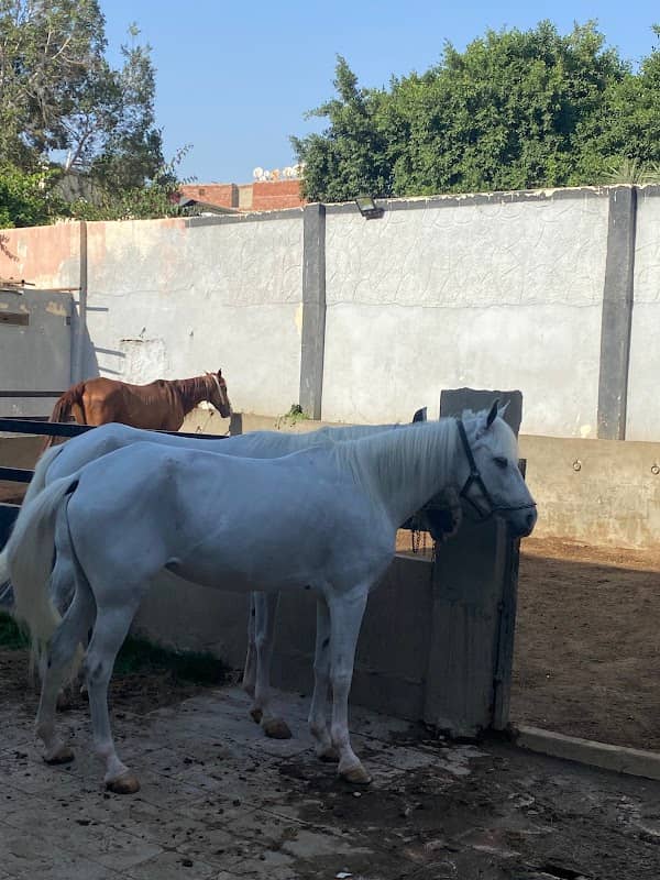 Ismael Stables - Image 2