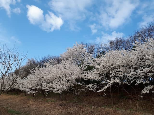 태평공원 - Image 2