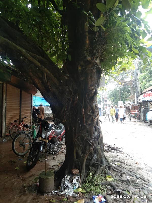 কাটাখালী বটতলা - Image 2