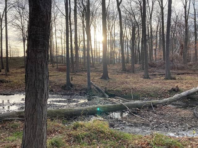 White Tail creek - Image 1