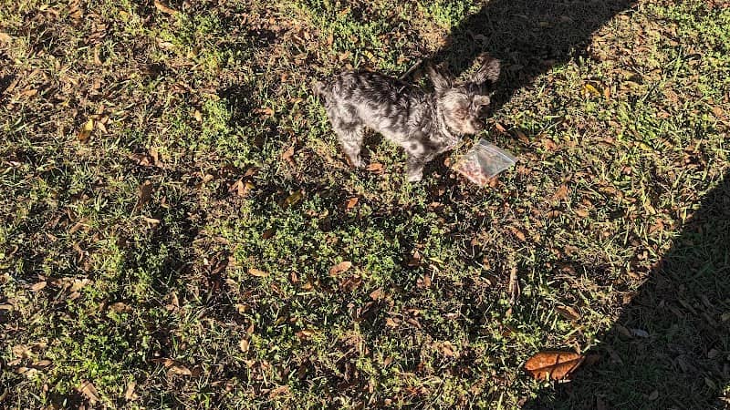 Dade City Dog Park - Image 2