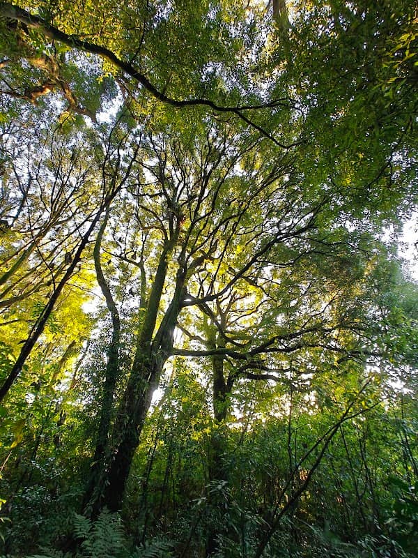 Joe Gibbs Scenic Reserve - Image 1