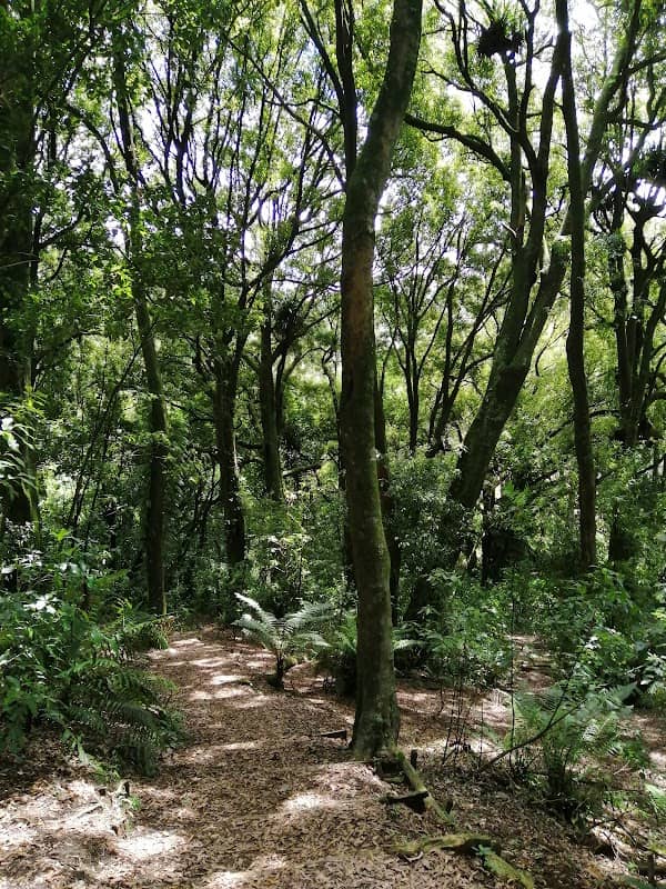 Joe Gibbs Scenic Reserve - Image 2