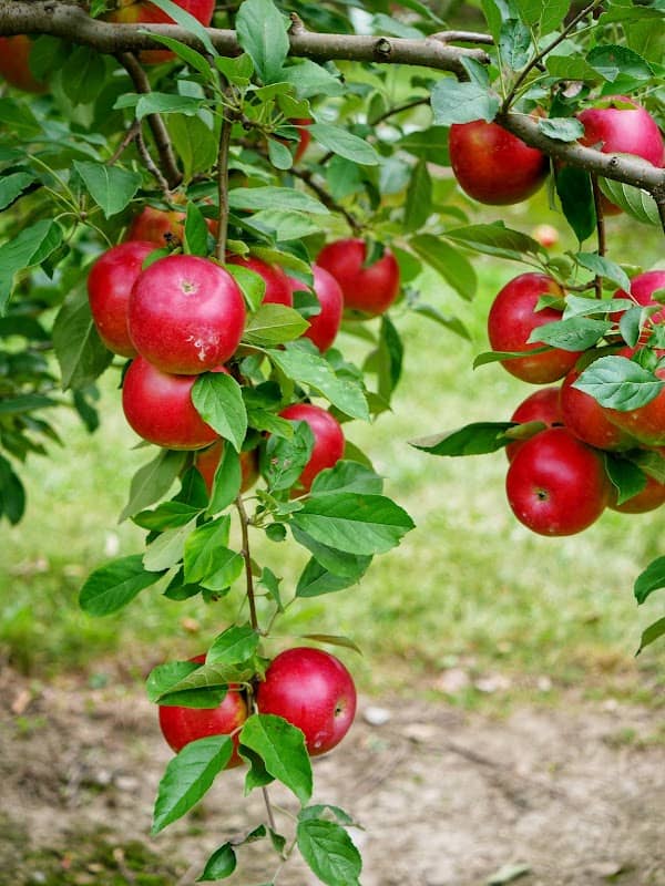 Kennette Orchard - Image 1