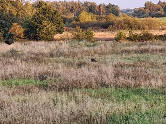 Lightshaw Meadows - Image 2
