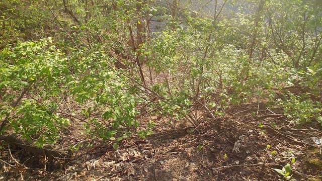 Cedar Hill Park - Image 2