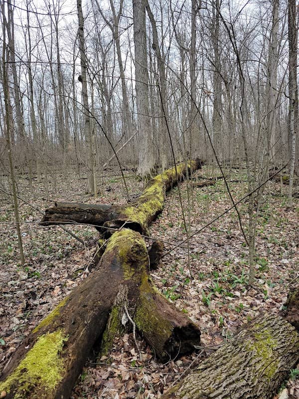 Garbry Big Woods Sanctuary - Image 1