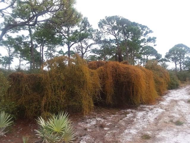 Lake Park Scrub Natural Area - Image 2