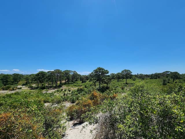 Lake Park Scrub Natural Area - Image 1