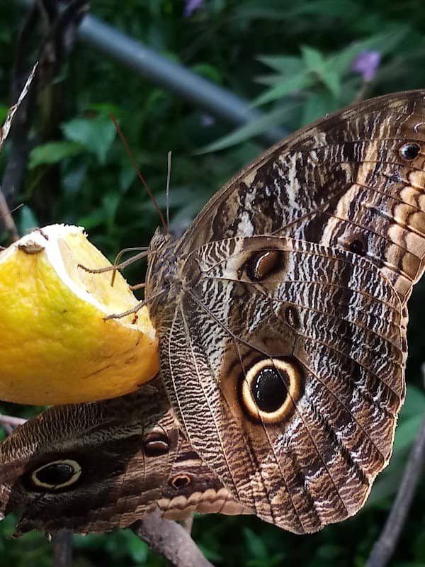 Municipal butterfly Osasco - Image 2