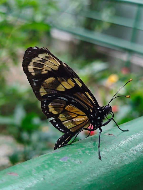 Municipal butterfly Osasco - Image 3