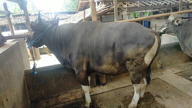 Arfa Farm - Image 1