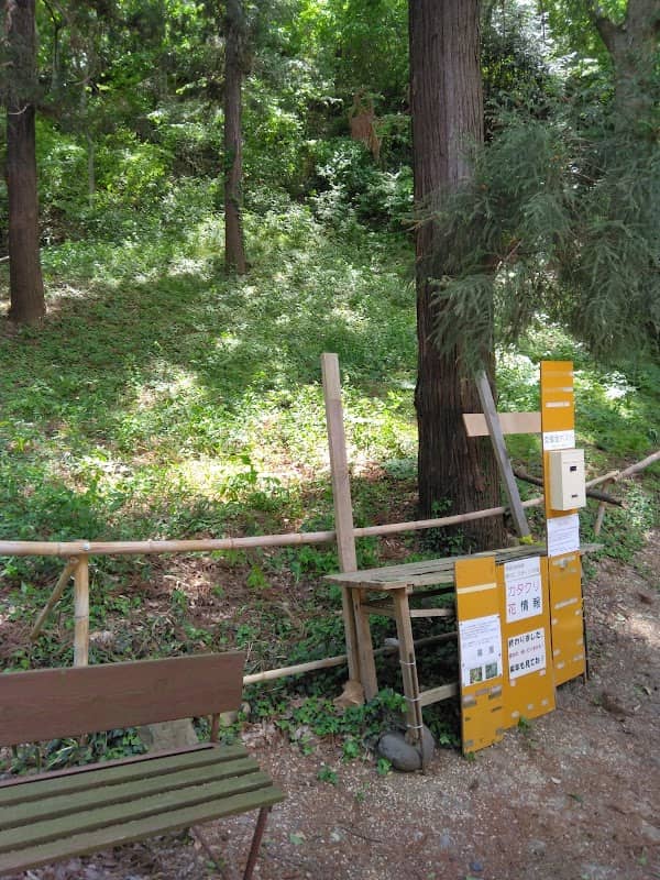 カタクリヤマエンゴサク群生地 - Image 1