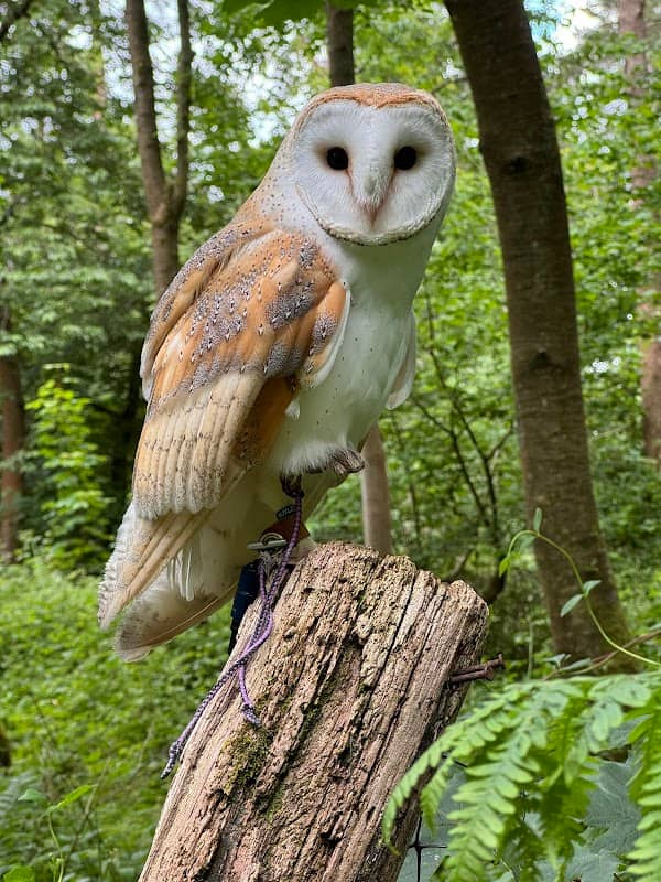 Hampshire Hawk Walks - Image 3