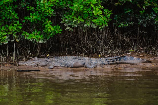 Bruce Belcher & Son Daintree River Cruises - Image 1