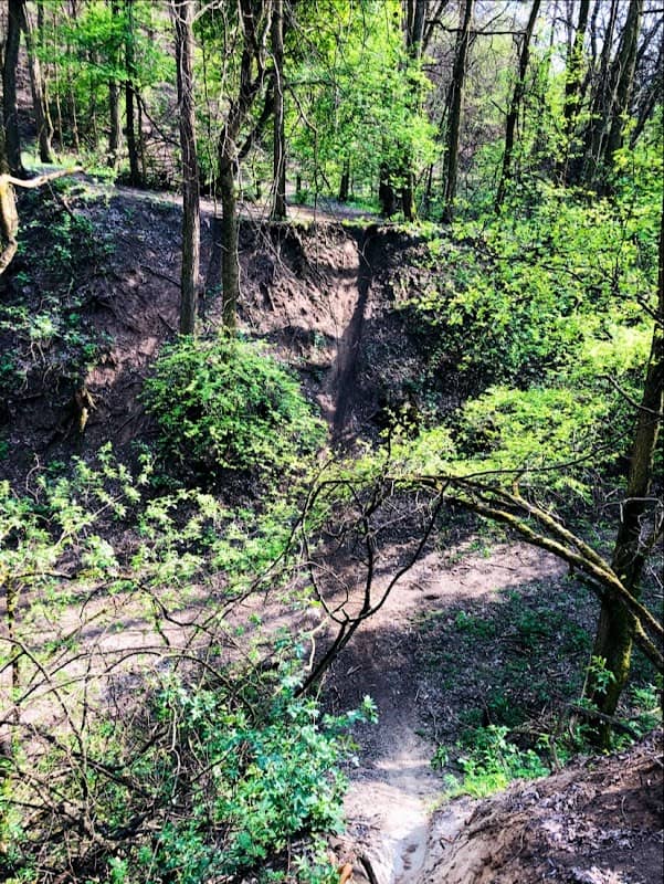 Csunya-erdő - Image 2