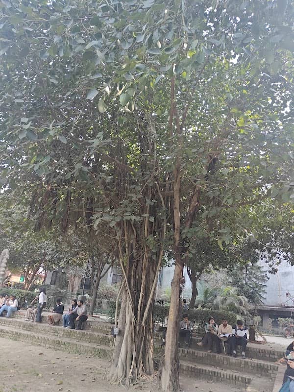 Cool Tree - Image 1