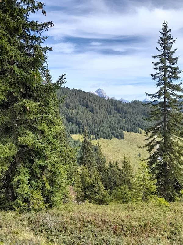 Wild Wellness - Image 1