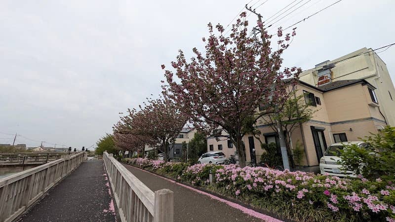 普賢象桜 - Image 2