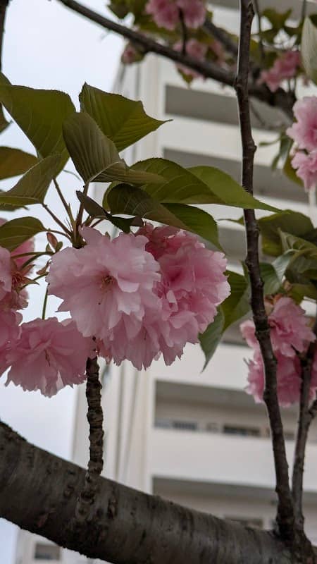 普賢象桜 - Image 3