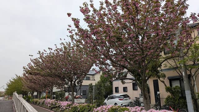 普賢象桜 - Image 1