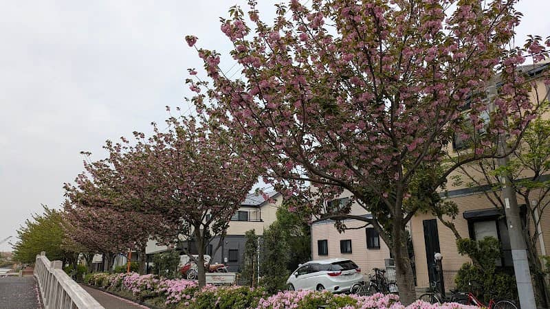普賢象桜 - Image 1