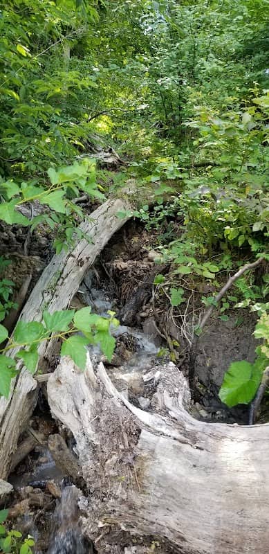Natural spring - Image 2